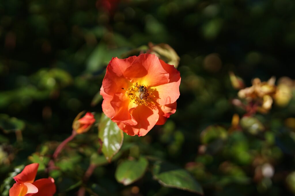 DSC01228 Chicago Botanical Gardens OCTOBER 25 2024