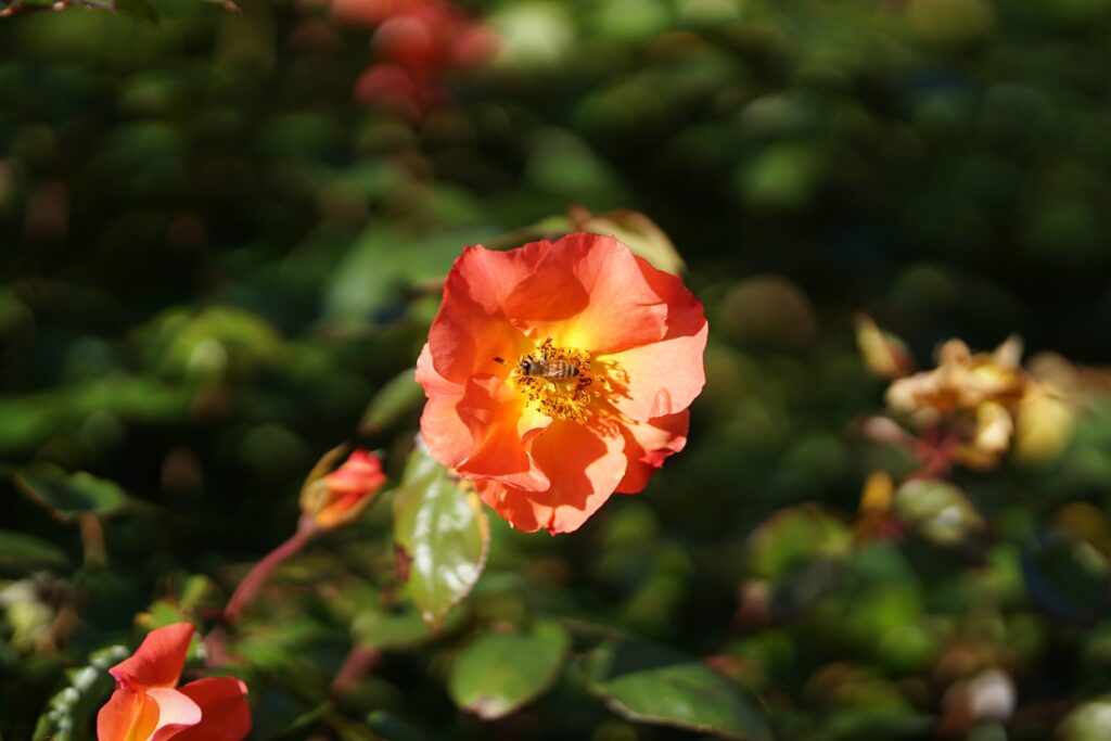 DSC01236 Chicago Botanical Gardens OCTOBER 25 2024