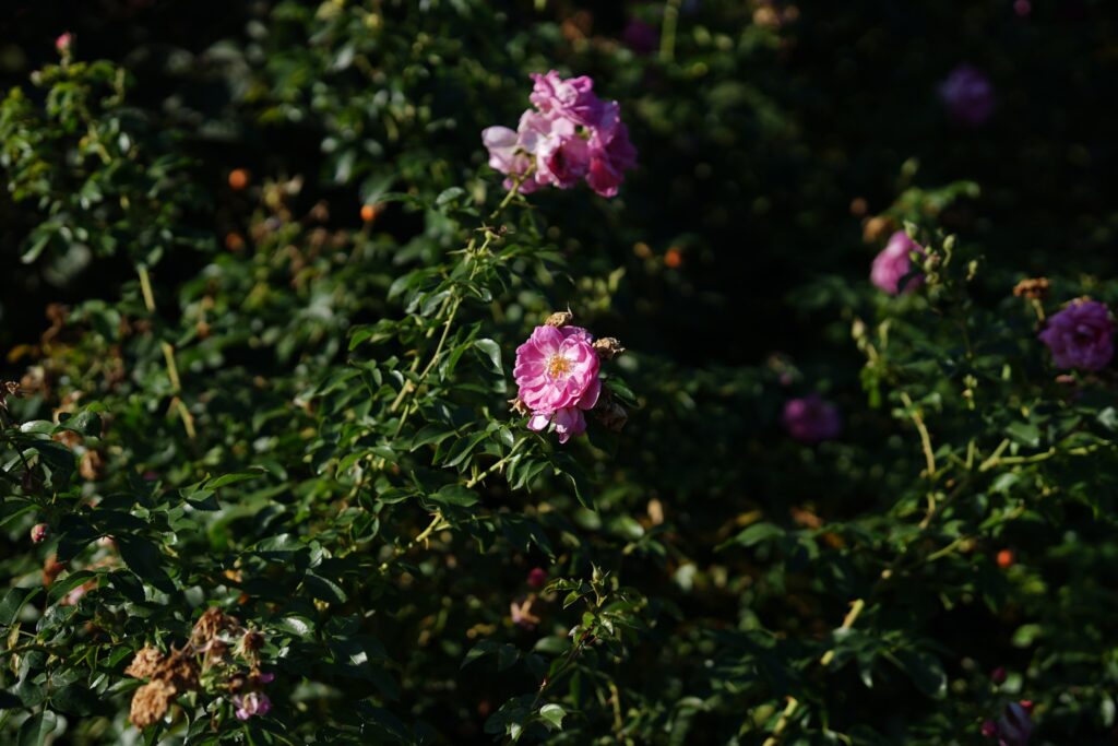 DSC01249 Chicago Botanical Gardens OCTOBER 25 2024