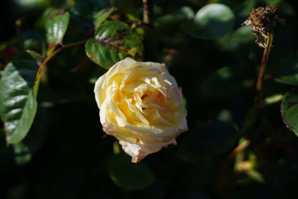 DSC01256 Chicago Botanical Gardens OCTOBER 25 2024