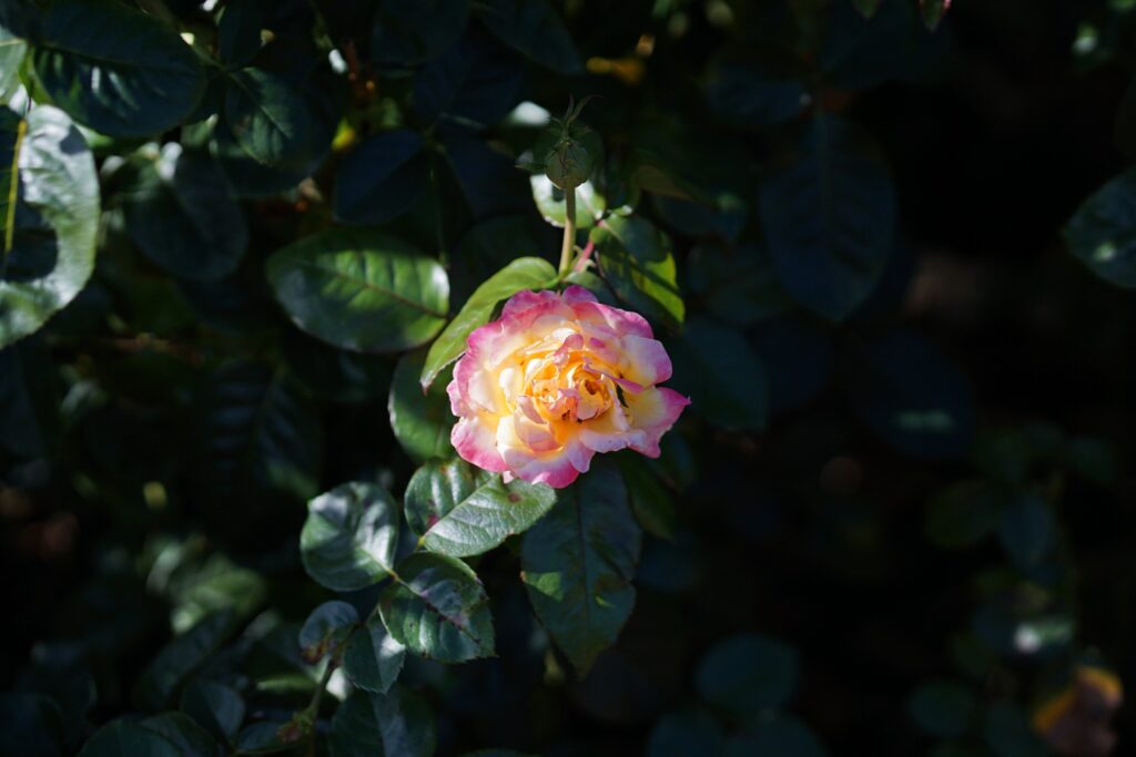 DSC01265 Chicago Botanical Gardens OCTOBER 25 2024