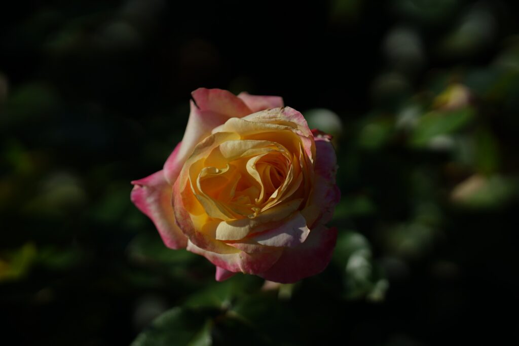 DSC01273 Chicago Botanical Gardens OCTOBER 25 2024