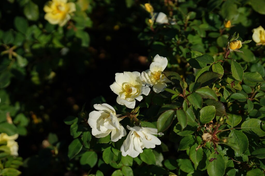 DSC01298 Chicago Botanical Gardens OCTOBER 25 2024