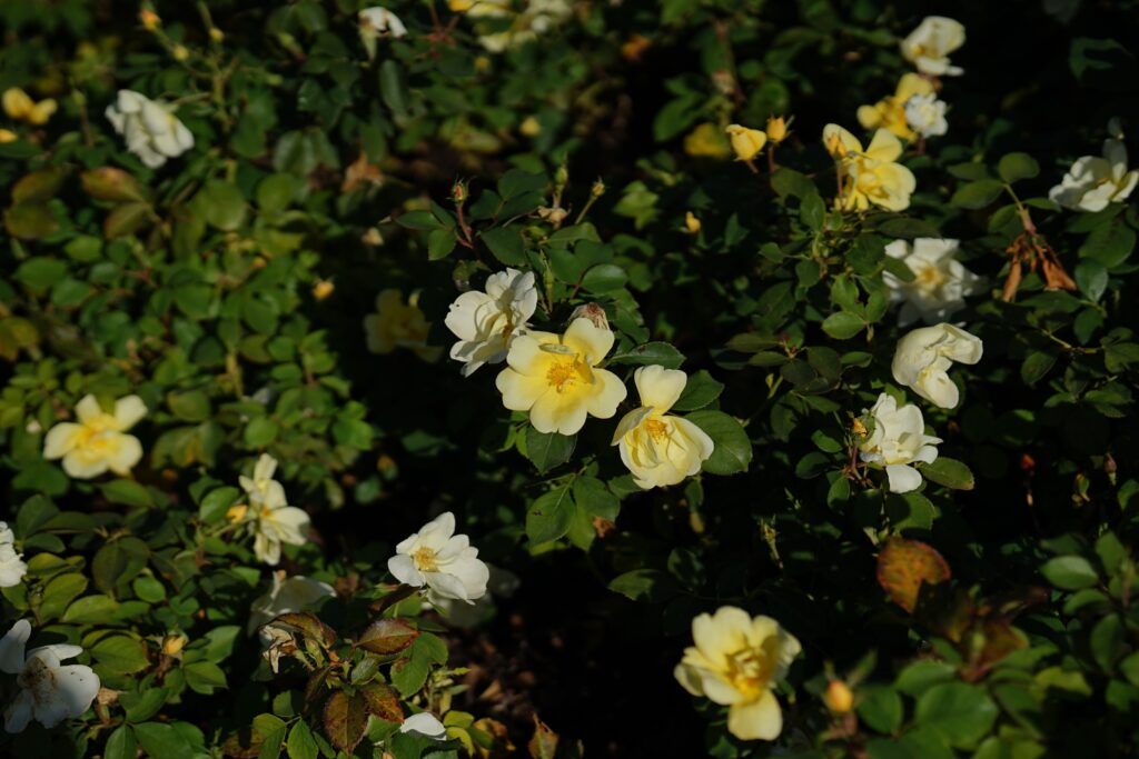 DSC01308 Chicago Botanical Gardens OCTOBER 25 2024