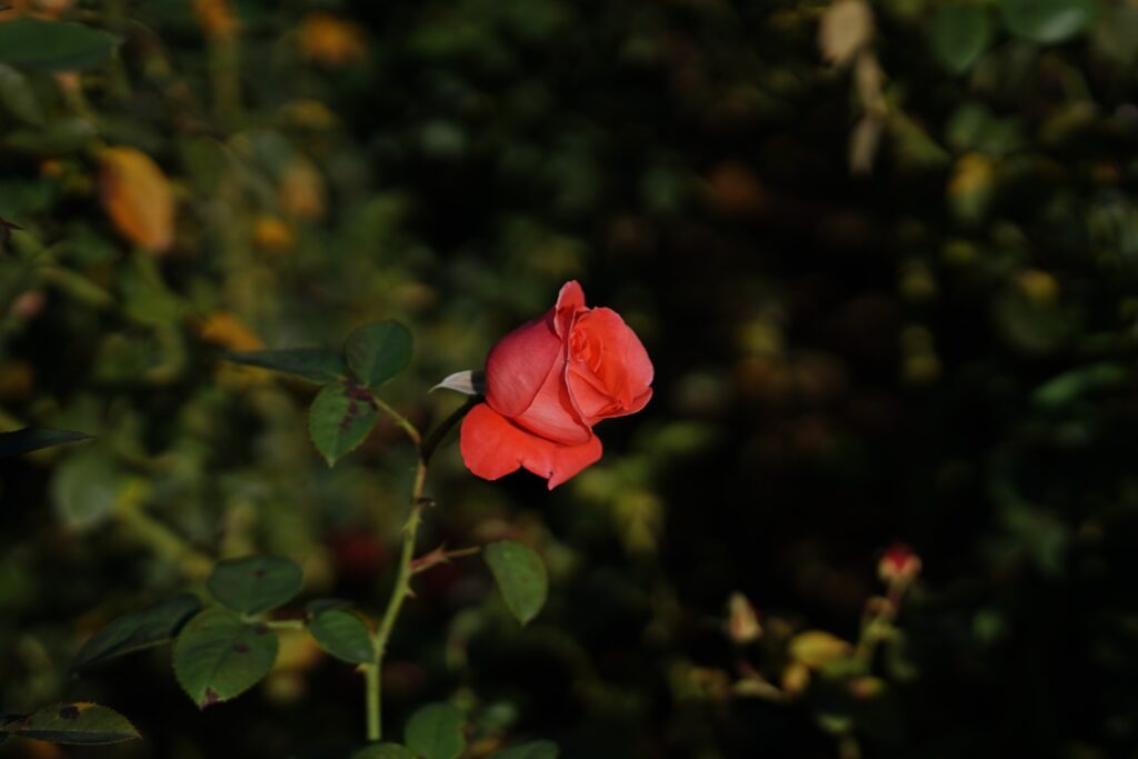 DSC01319 Chicago Botanical Gardens OCTOBER 25 2024