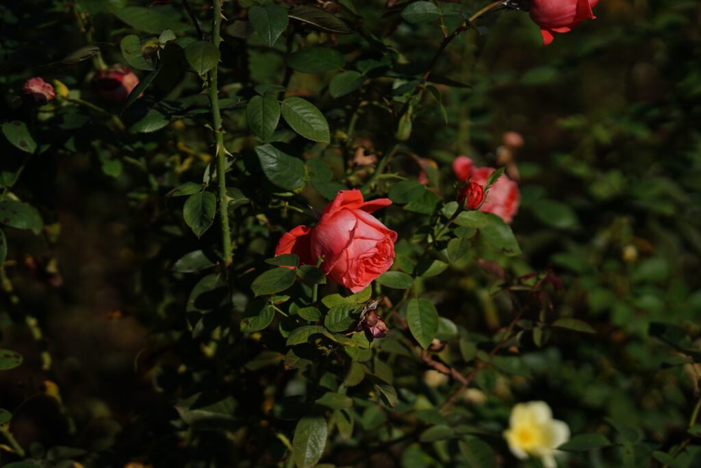 DSC01320 Chicago Botanical Gardens OCTOBER 25 2024