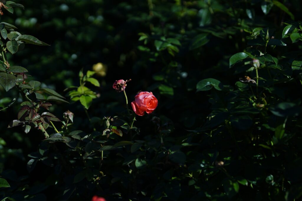 DSC01329 Chicago Botanical Gardens OCTOBER 25 2024