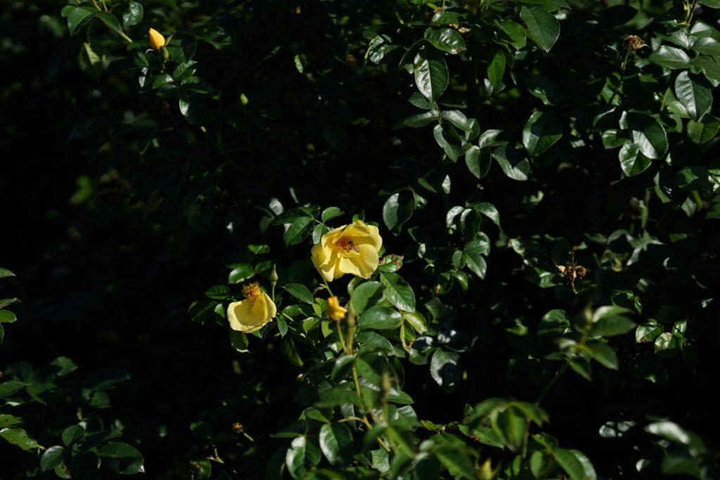 DSC01342 Chicago Botanical Gardens OCTOBER 25 2024