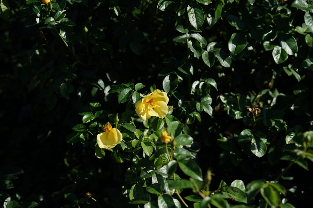 DSC01349 Chicago Botanical Gardens OCTOBER 25 2024