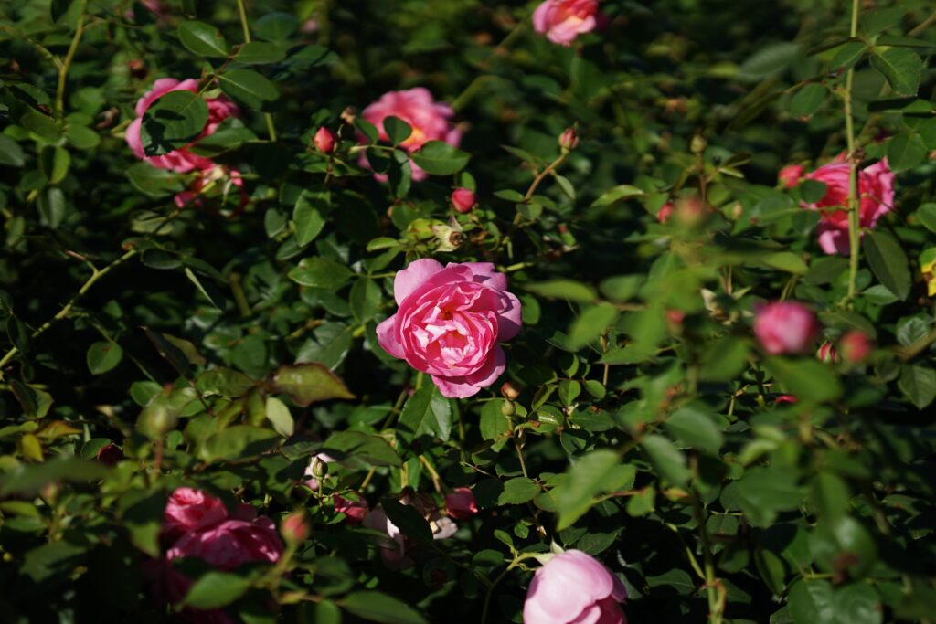 DSC01369 Chicago Botanical Gardens OCTOBER 25 2024