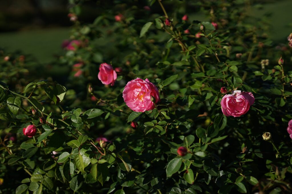 DSC01376 Chicago Botanical Gardens OCTOBER 25 2024