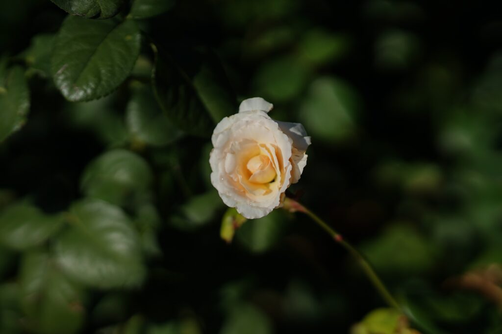 DSC01400 Chicago Botanical Gardens OCTOBER 25 2024