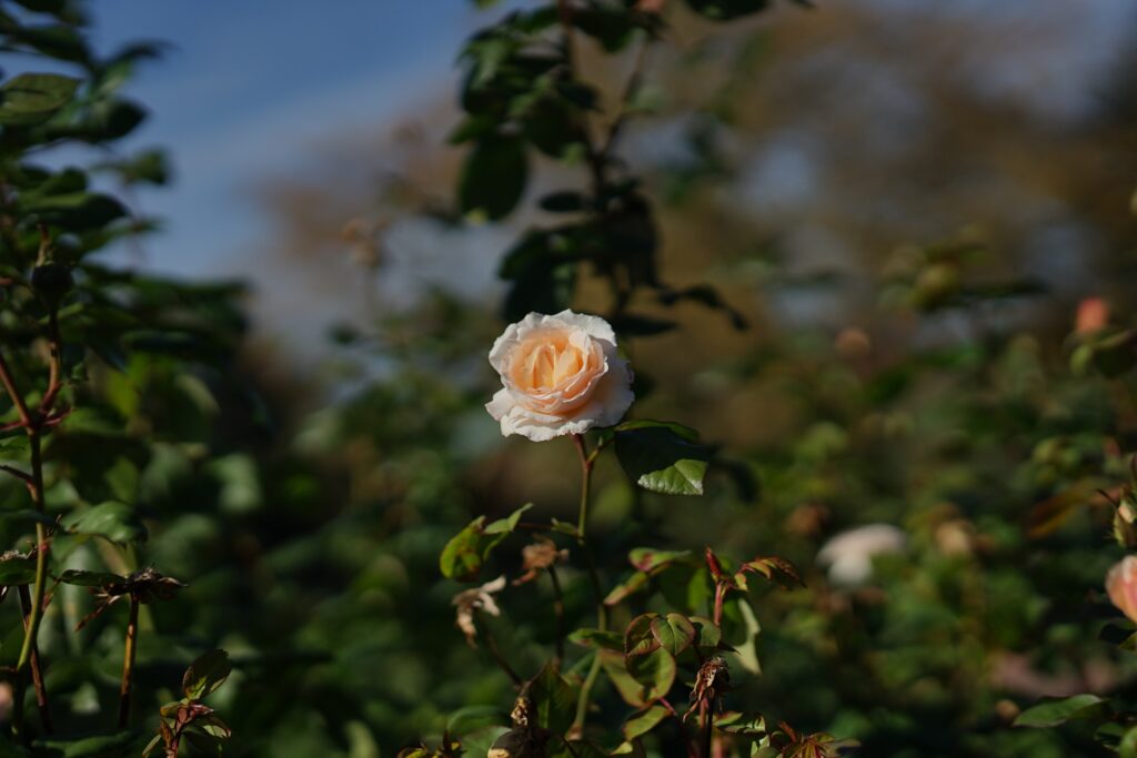 DSC01405 Chicago Botanical Gardens OCTOBER 25 2024