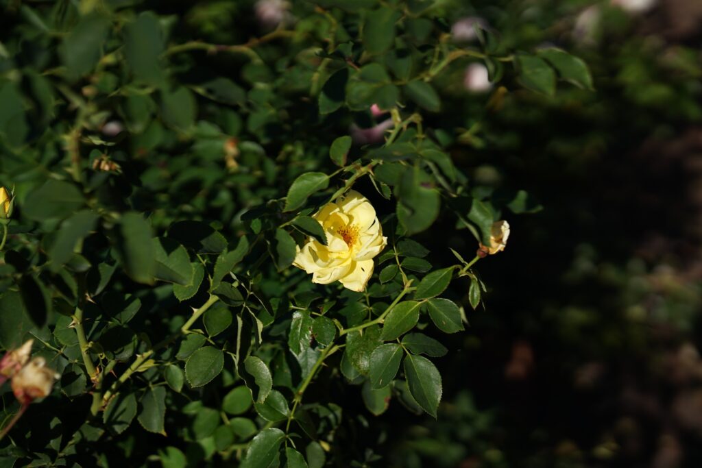 DSC01433 Chicago Botanical Gardens OCTOBER 25 2024