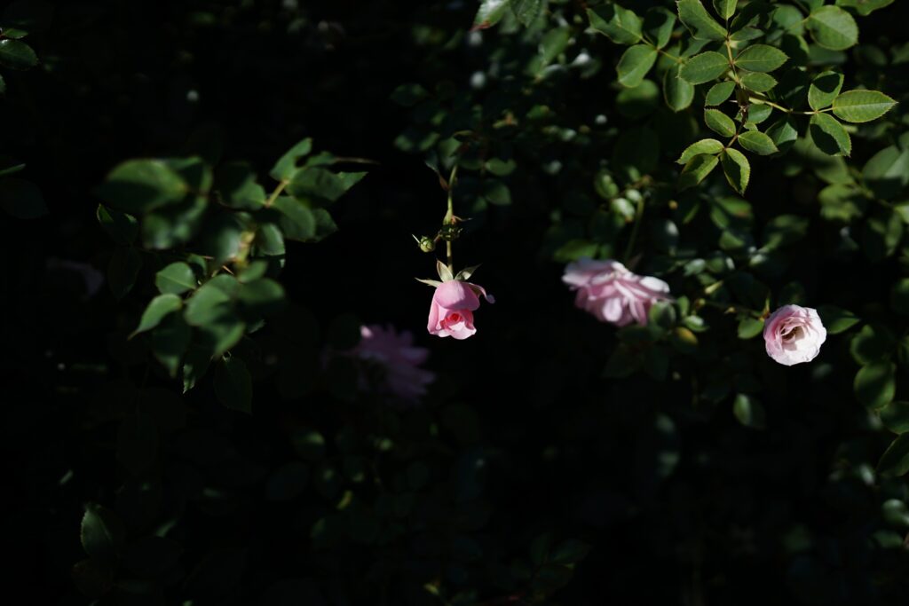 DSC01437 Chicago Botanical Gardens OCTOBER 25 2024