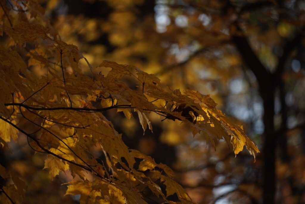 DSC06738 Fall Leaves October 2024 Chicago