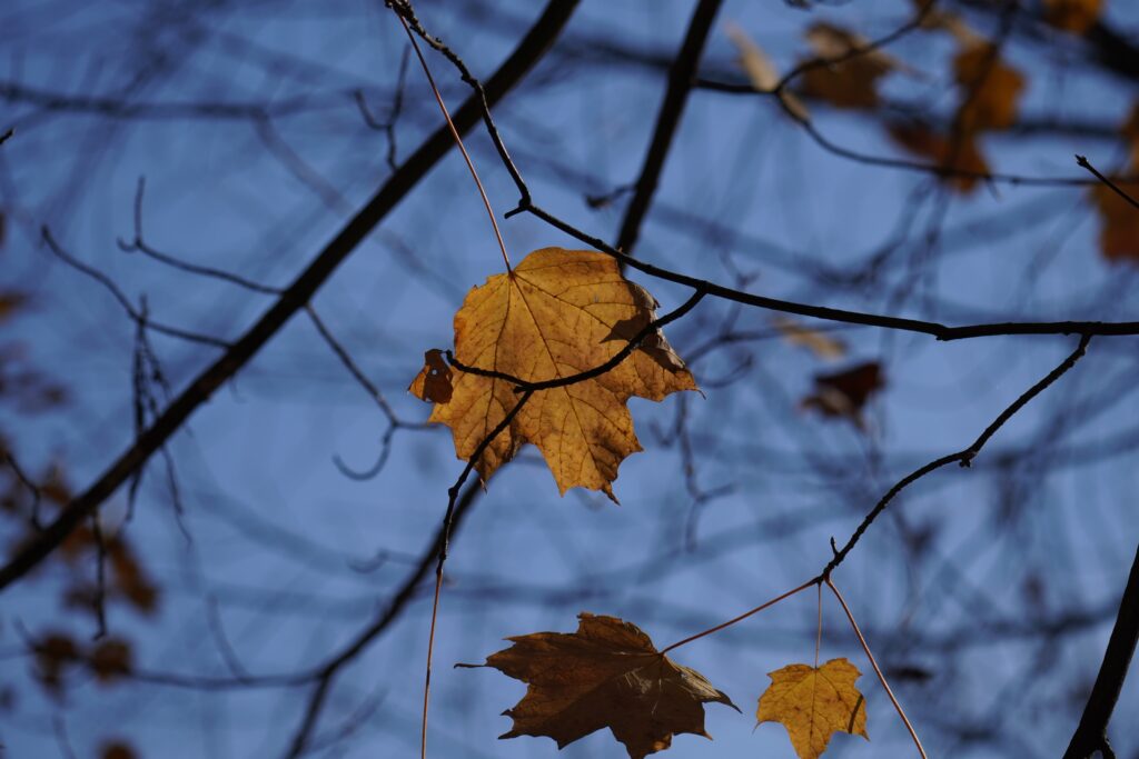 DSC06830 Fall Leaves October 2024 Chicago
