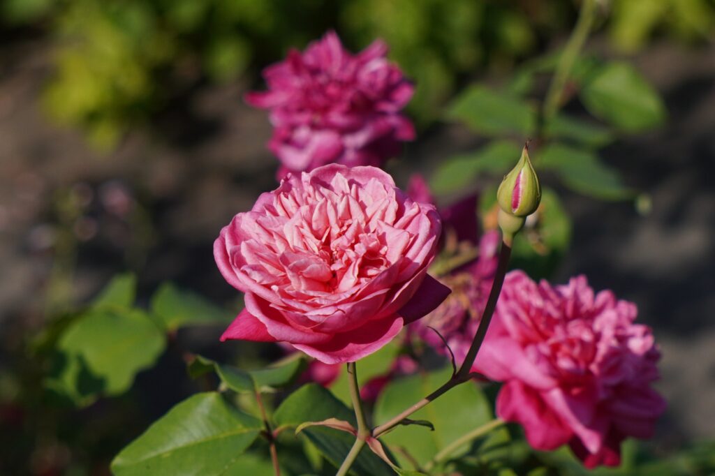 PINK ROSES SEEN IN WASHINGTON DC OCTOBER 2024