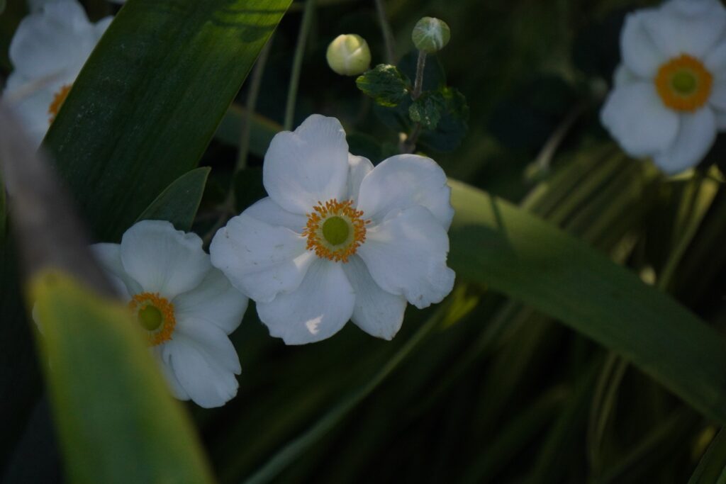 WHITE FLOWERS SEEN IN WASHINGTON DC OCTOBER 2024