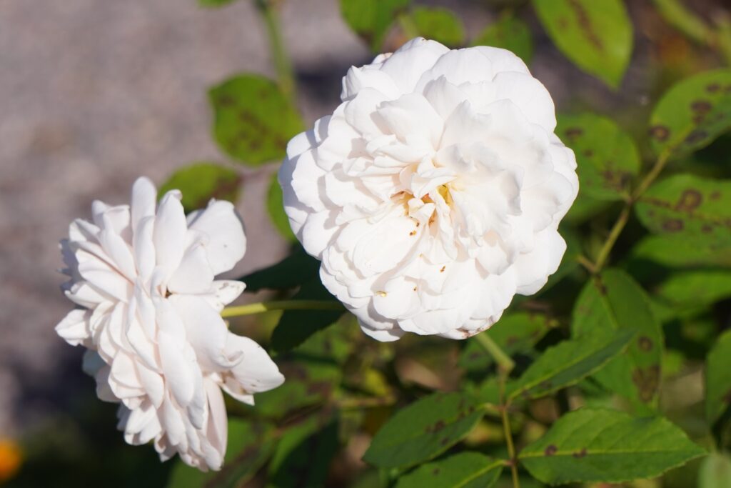 WHITE ROSES SEEN IN WASHINGTON DC OCTOBER 2024