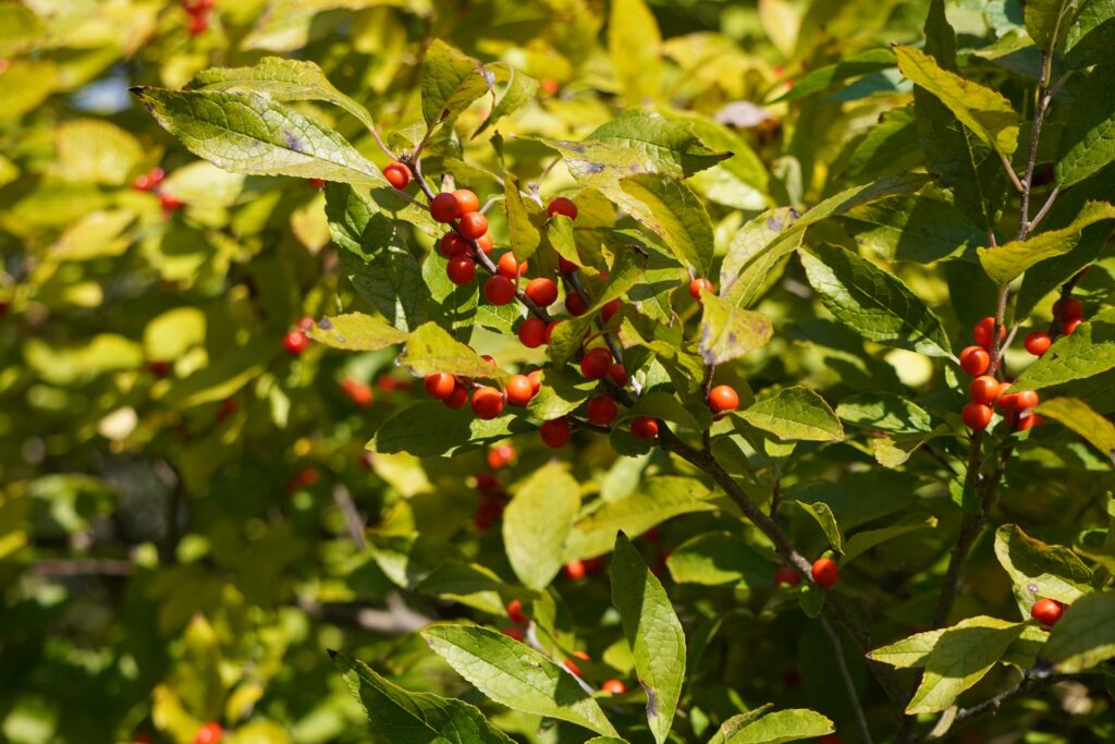 WINTERBERRY (2) SEEN IN WASHINGTON DC OCTOBER 2024